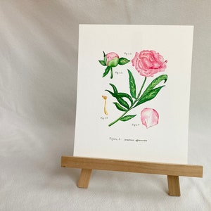 Peony Watercolor Botanical Illustration Print