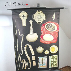 Vintage 60s Schulwandkarte Illustration "Bandwurm" Lehrkarte Lehrtafel Wandkarte Rollkarte dekoratives Wohninterieur Made in Germany