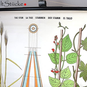Grafico da muro scolastico vintage "The Tribe" grafico didattico multilingue tabellone didattico grafico a rotolo grafico per interni decorativi stampati in Svezia (12)