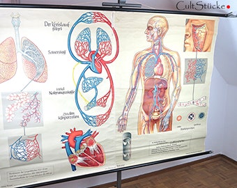 Vintage 60s XXL school wall chart "Our body - breathing and blood circulation" Verlag Hagemann teaching chart wall chart roll chart (6)