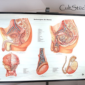 Grafico da muro scolastico vintage del 1956 Illustrazione "Organi pelvici dell'uomo" Museo della salute tedesco Grafico didattico da muro di Colonia Grafico a rotelle (4)