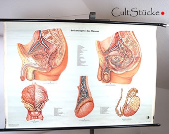 Vintage 1956 School Wall Chart Illustration "Pelvic Organs of Man" German Health Museum Cologne Teaching Chart Wall Chart Rolling Chart (4)