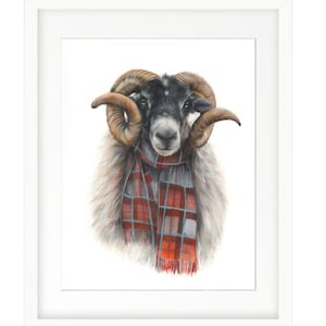 The Blackface Mackenzie (Art Print) | Scottish Ram | Sheep | Tartan Sheep | Scottish Sheep | Sheep print