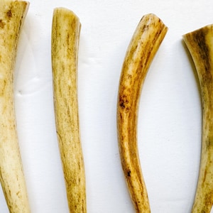 May include: Four sections of natural antler, showcasing a range of colors from light tan to deep brown. The pieces have a curved shape and a textured surface, with visible grain patterns. The cut ends are visible, indicating they are sections of a larger antler.