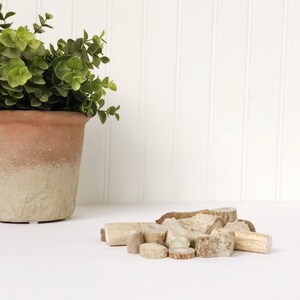 May include: A terracotta pot with a green leafy plant and a pile of light brown and beige antler pieces on a white surface.