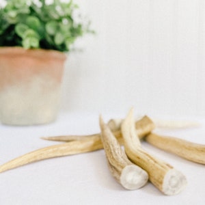 May include: A group of four natural antler dog chews on a white surface. The antlers are light brown and have a natural, rough texture.