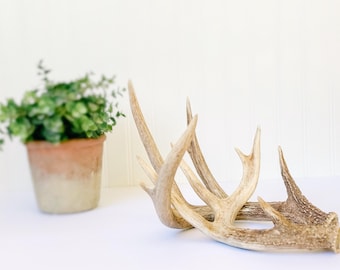 authentic deer antler pieces /  2 piece set / wedding tabletop decoration / coffee table decoration / fall / spring / two / craft project