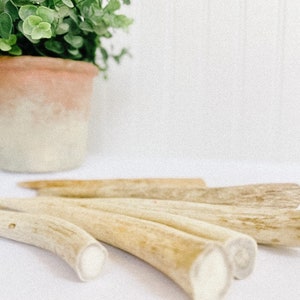 May include: A group of six natural antler dog chews, light brown in color, with a white interior, arranged on a white surface.