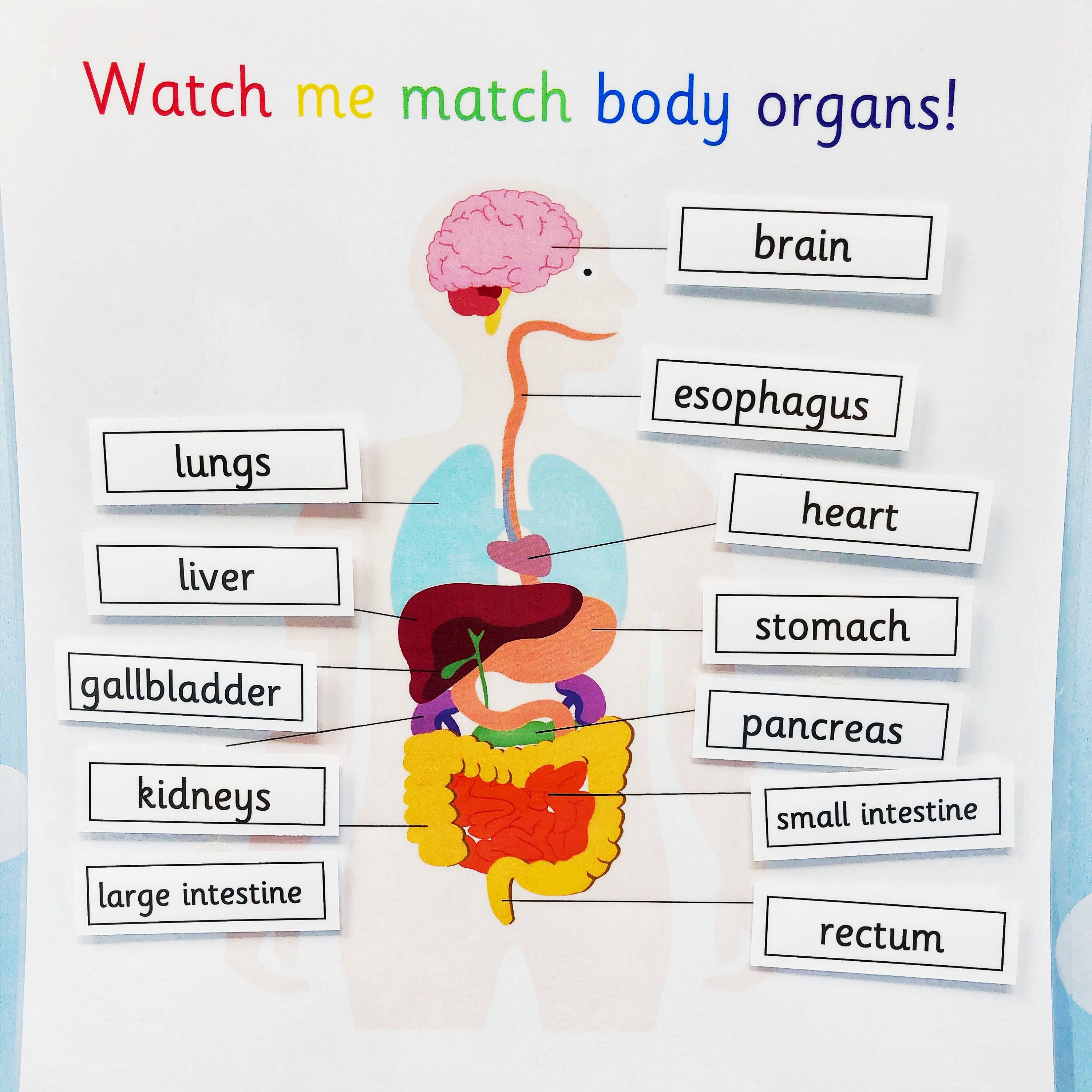 Organs Of The Body Learning Sheet Learning Resources Etsy