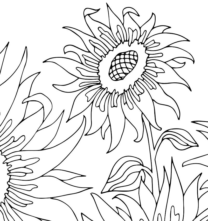 Sunflowers Coloring Page PDF Coloring Page Flower Coloring | Etsy UK