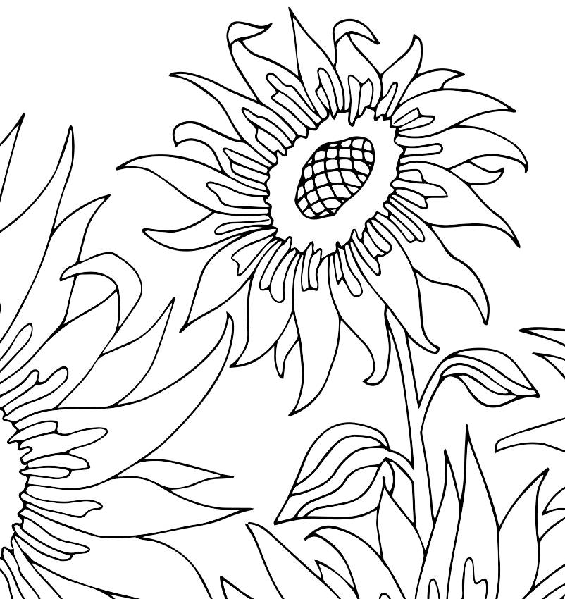 Sunflowers Coloring Page PDF Coloring Page Flower Coloring | Etsy UK