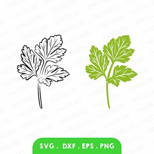 Persil - fichiers SVG, DXF, Eps, Png, fichier vinyle de découpe, clipart plante, CNC, fichier numérique d'herbes, Cricut, camée silhouette, téléchargement immédiat