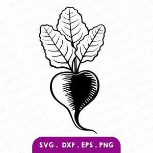 Betteraves fichiers Svg, Dxf, Eps, Png - Découpe de vinyle / autocollant, gravure, impression, Clipart légume, Cricut, Silhouette, téléchargement immédiat