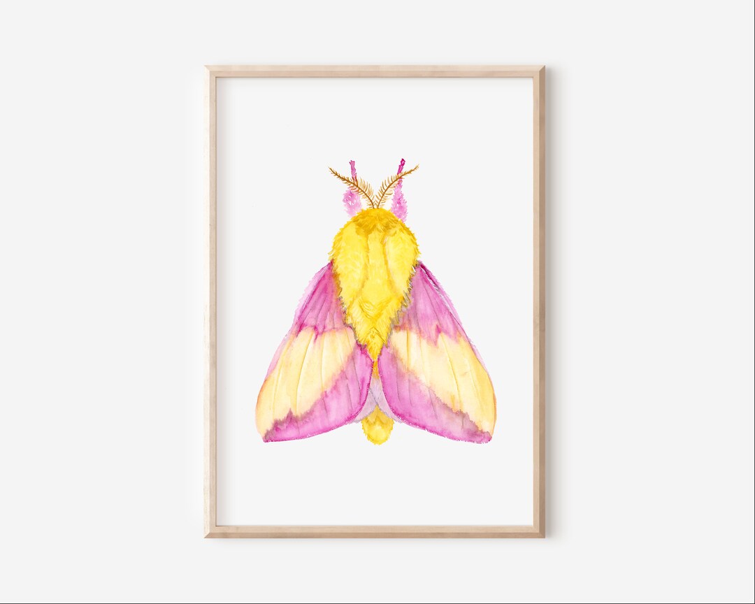 Pink Moth Art Print - Etsy