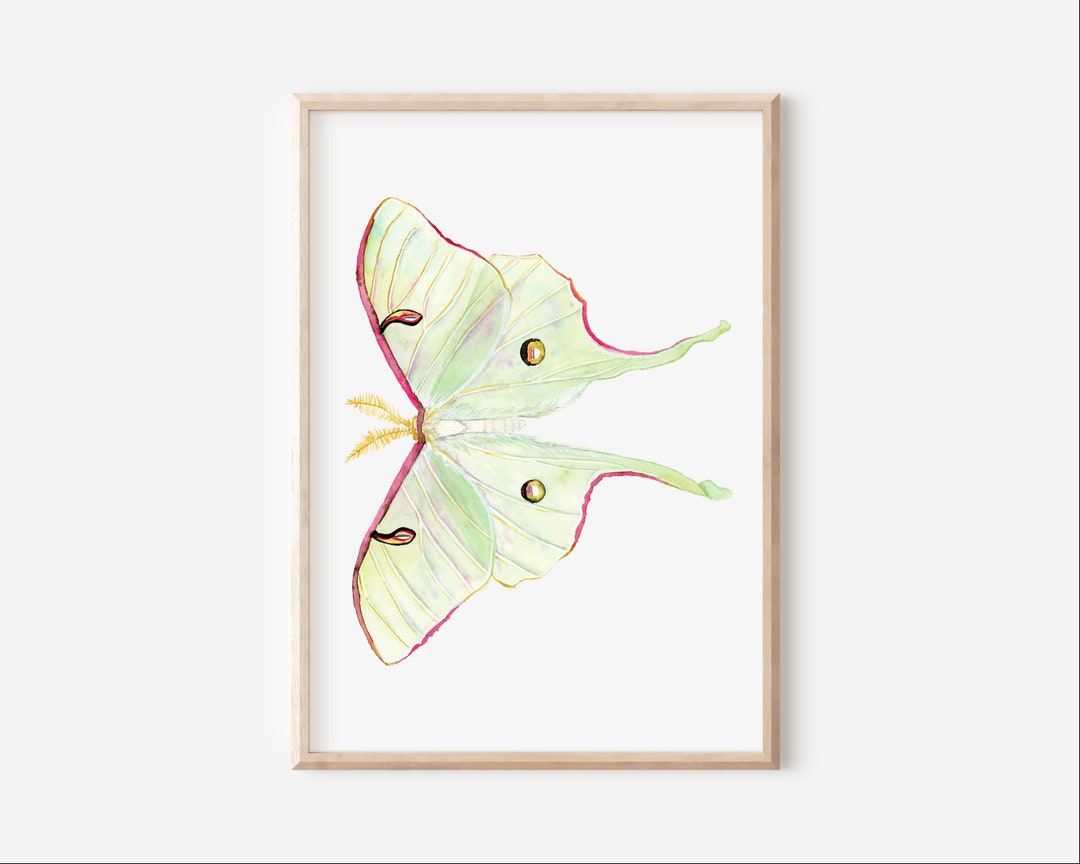 Luna Moth Art Print - Etsy