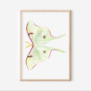 Luna Moth Art Print