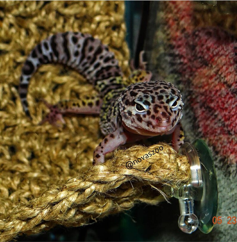 LEO LOUNGER// Reptile Hammock/ Leopard Gecko Hammock/ Bearded Etsy