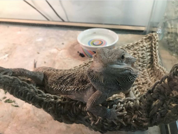 CORNER Cradle reptile Hammock Bearded Dragon Hammock reptile Swing Enclosure Decor Natural Terrarium Decor reptile Enclosure pet Hammock Etsy