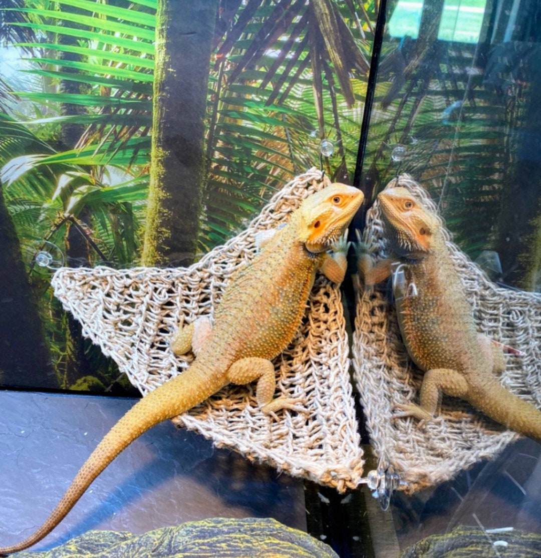 Portable lizard cage online