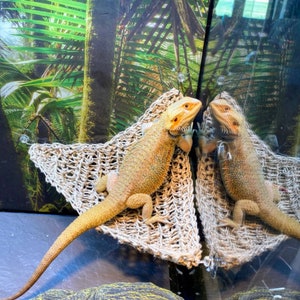 CORNER CRADLE/reptile hammock/ bearded dragon hammock/reptile swing/ enclosure decor/ natural terrarium decor/reptile enclosure/pet hammock