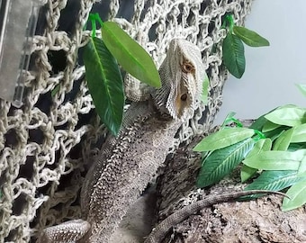 CLIMBING WALL for reptiles