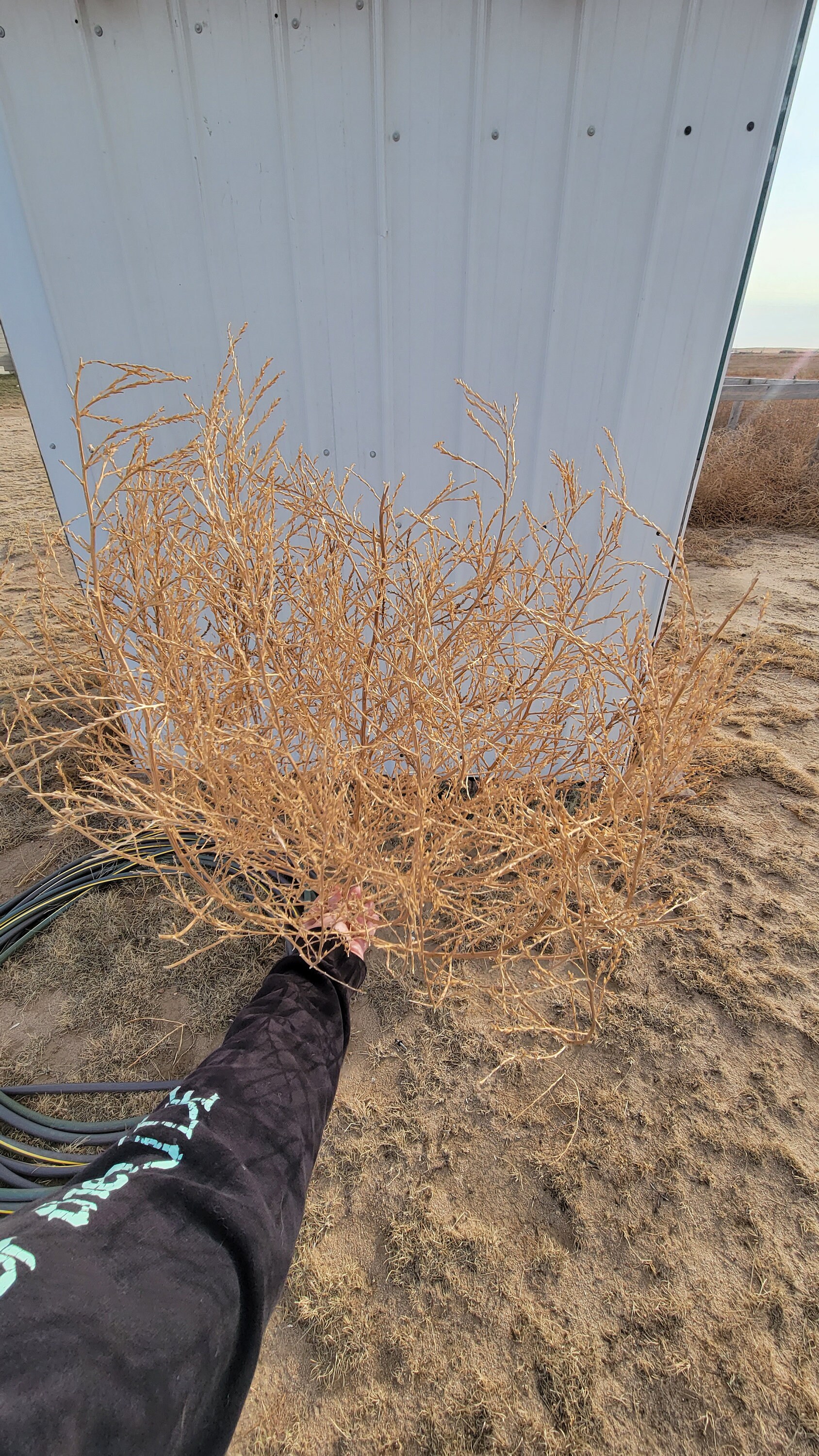 Extra Large Tumbleweed Natural Desert Tumbleweeds Huge Size 