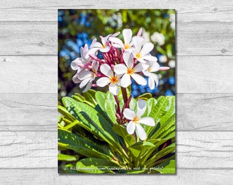 Plumeria Canvas Wrap Photograph Wall Art Print Decor Flower Floral Foliage Colorful Garden Petals Red Color Tropical Hawaii