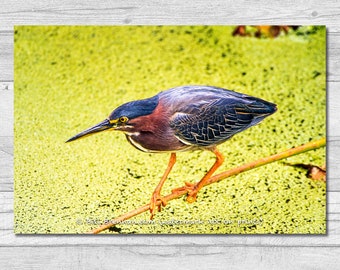 Green Heron Canvas Wrap Photo Art Print Home Office Color Photograph Nature Animal Bird Biology Environment Wetlands Stalk Hunt Colorful