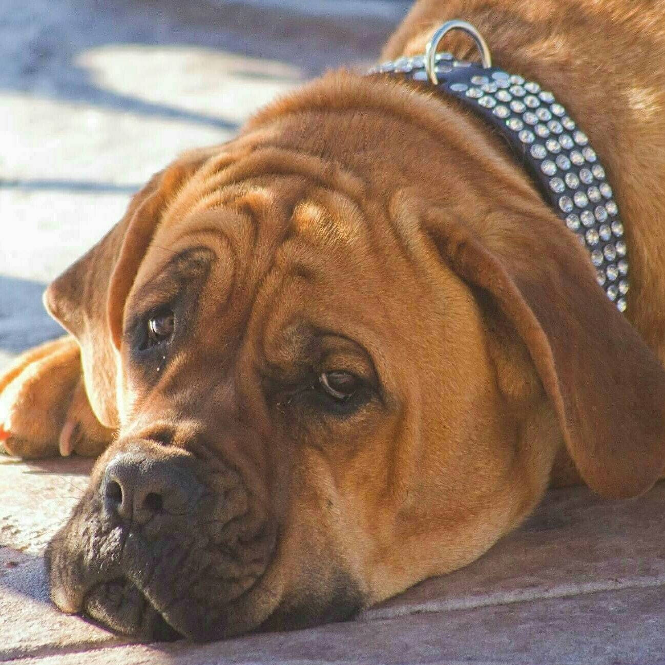 swarovski dog collar