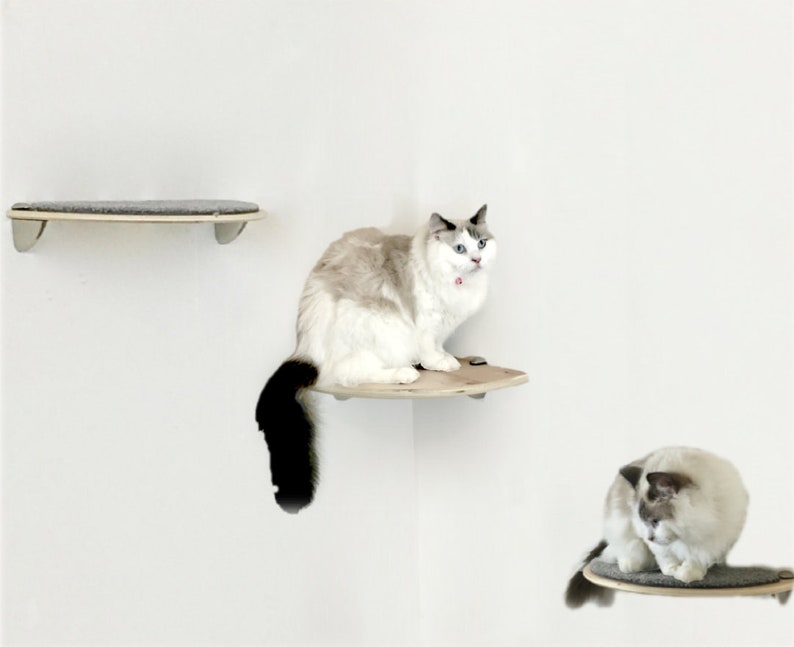 catification furniture