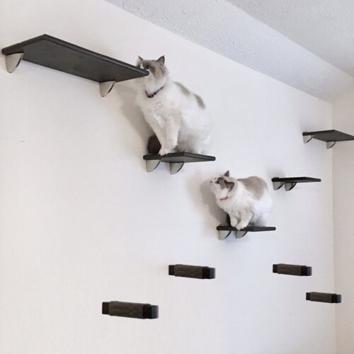 cat play climbing frame