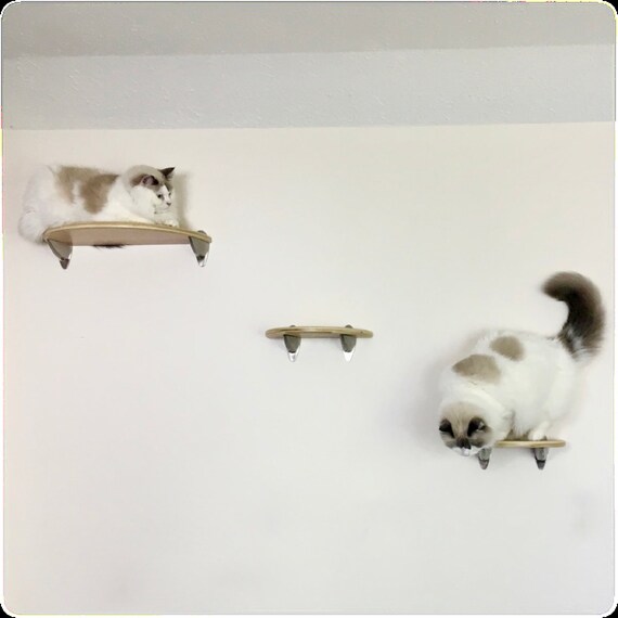 catification wall shelves