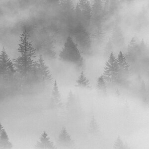 May include: A black and white photograph of a misty forest with tall, dark trees. The fog is thick and obscures the details of the trees, creating a sense of mystery and depth.