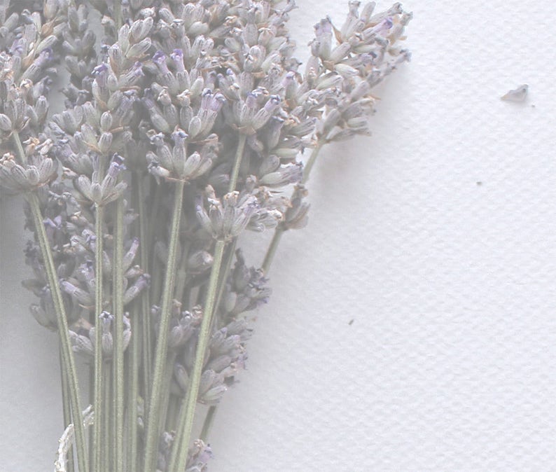 May include: A bunch of dried lavender flowers with purple blooms and green stems.