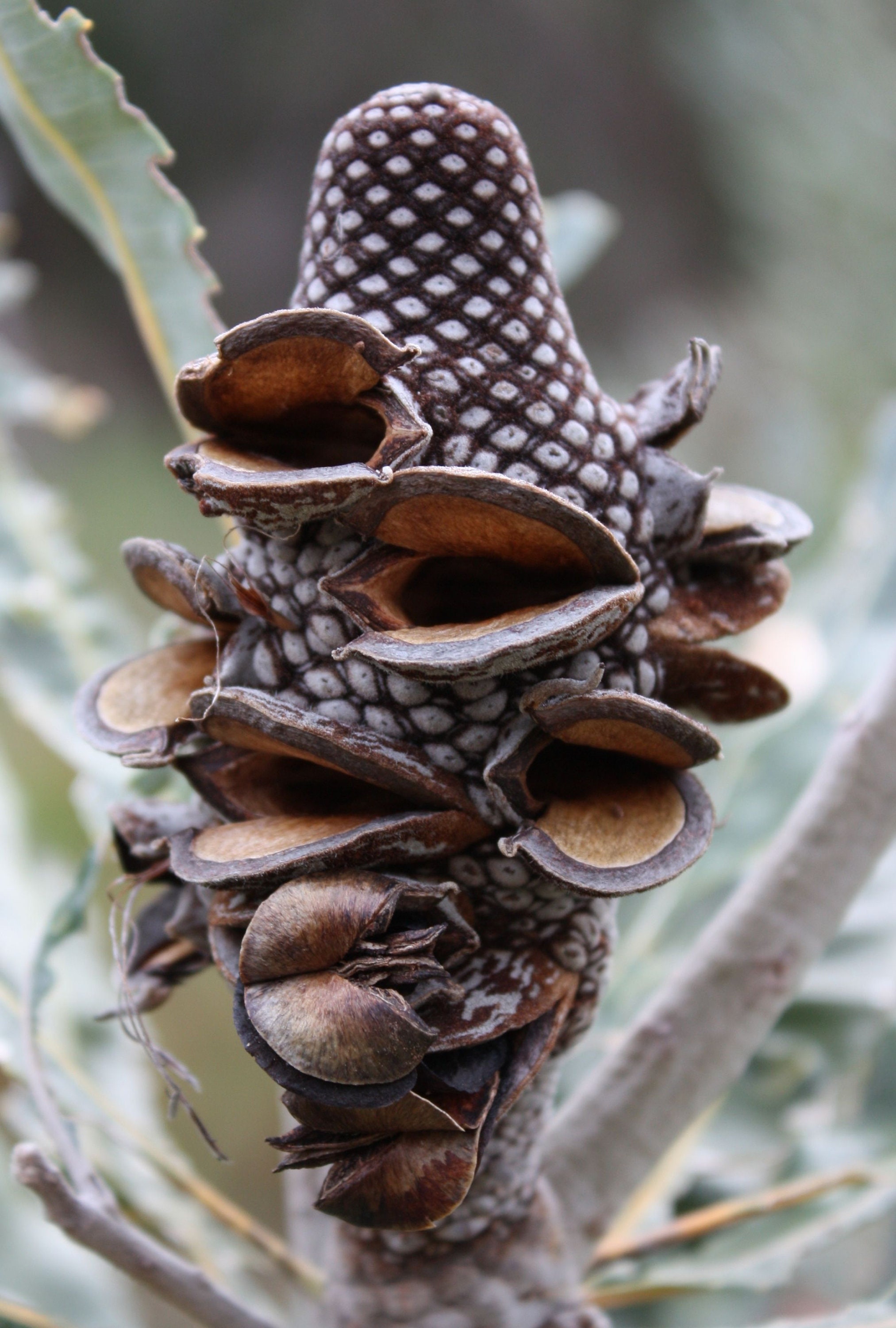 Banksia Seed Pod Earrings: Stainless Steel Botanical Wild Flower Earrings -  Etsy New Zealand