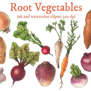 Digital Download- Root Vegetables // Watercolor clip art // hand painted // 300dpi high resolution png