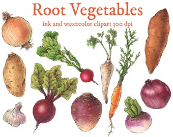Digital Download- Root Vegetables // Watercolor clip art // hand painted // 300dpi high resolution png