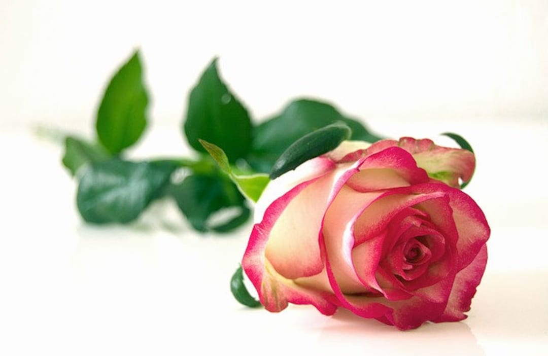 FRESH CUT ROSES Fragrance Oil for Candles, Soap, Body Butter, Bath and