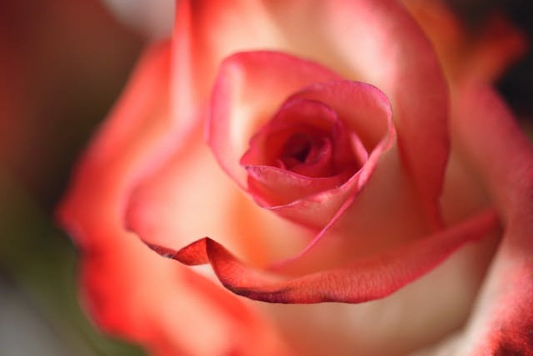 Fresh Cut Roses Fragrance Oil for Candles, Soap, Diffusers, Wax Tarts