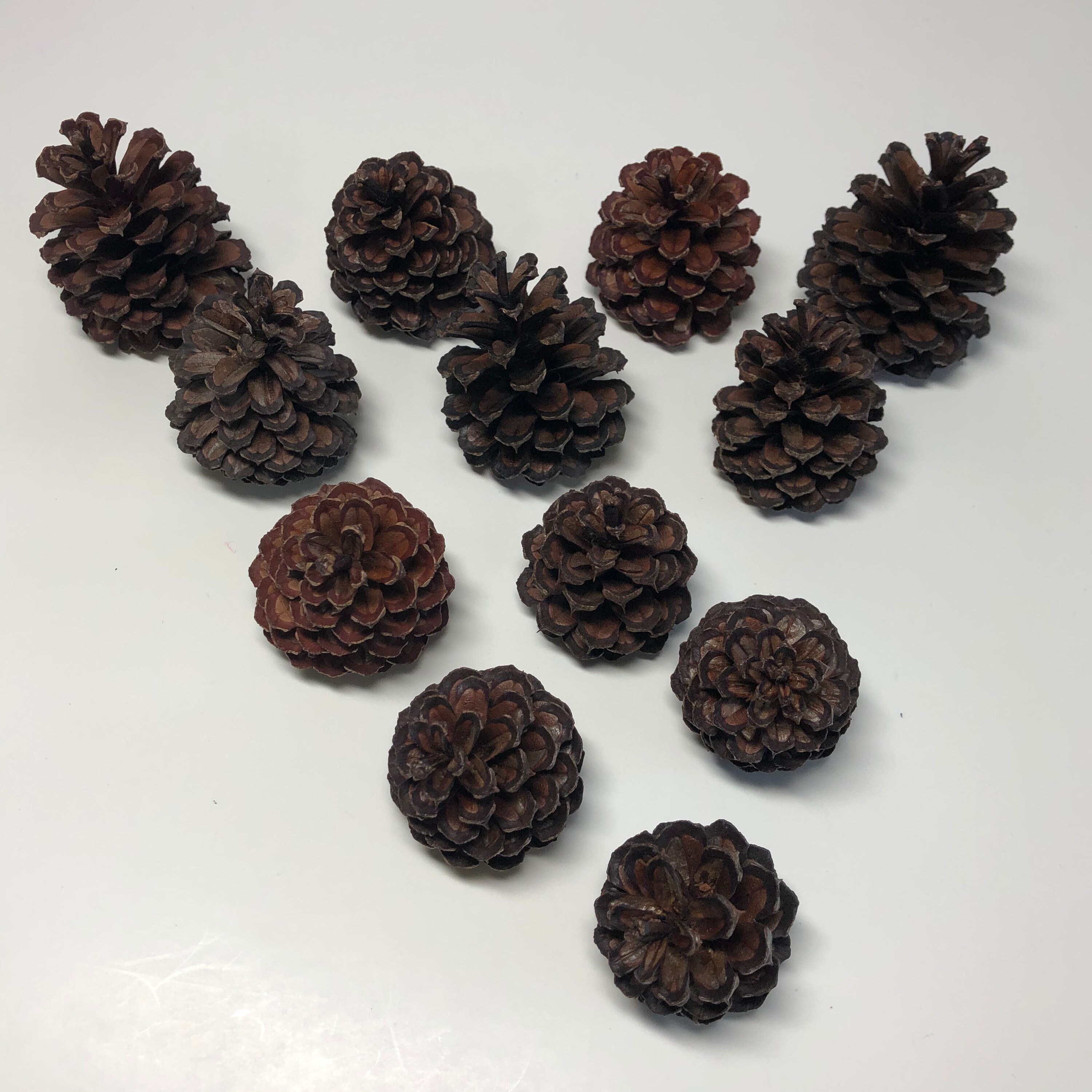 Small pine cones One dozen Etsy