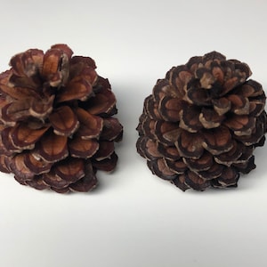 Small pine cones (One dozen)