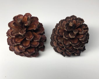 Small pine cones (One dozen)