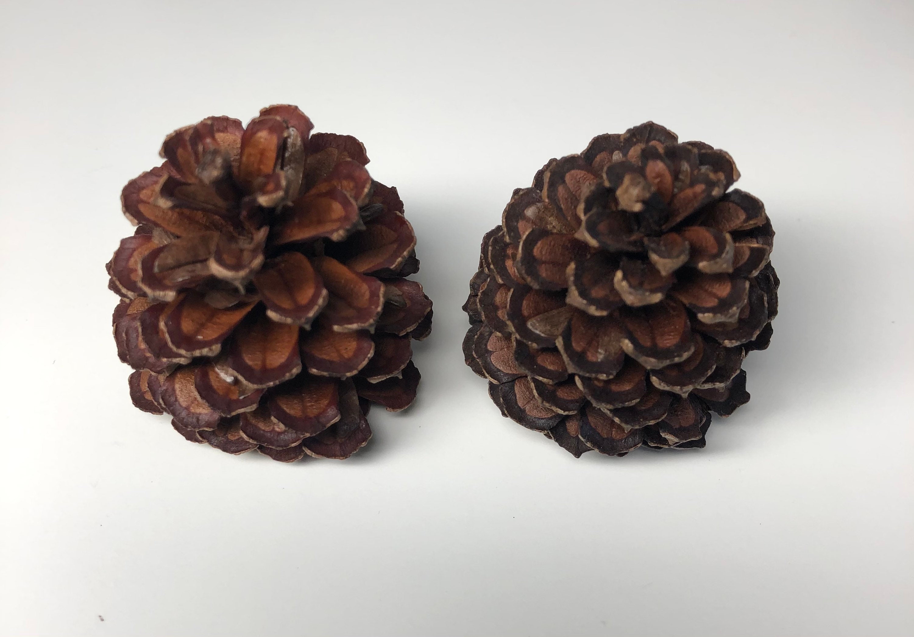 Small pine cones One dozen Etsy