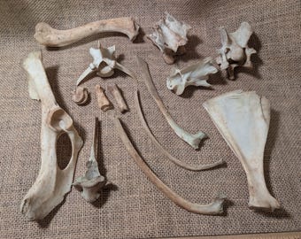 Various Foraged, Nature Cleaned Deer Bones - 14 Bone Lot