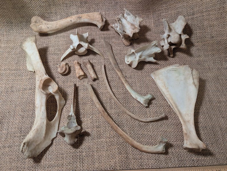 Various Foraged, Nature Cleaned Deer Bones - 14 Bone Lot - Etsy