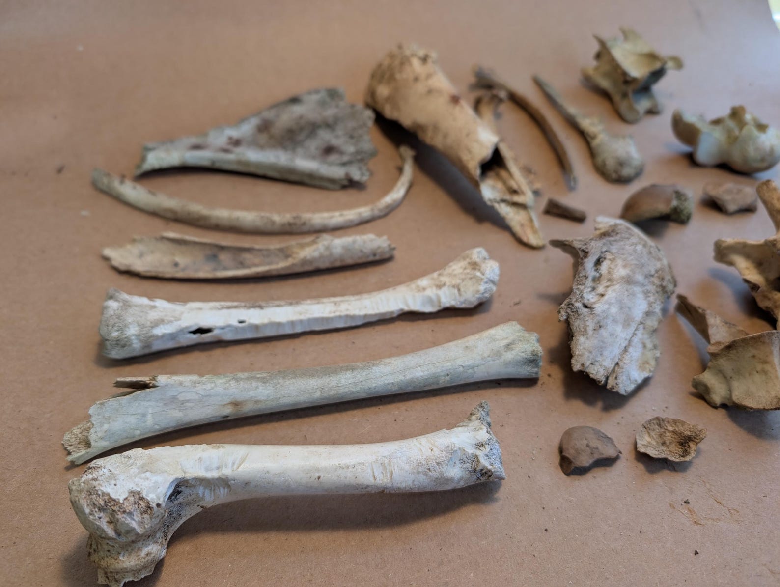 Foraged, Nature Cleaned *heavy Natural Damage* Deer Leg Bones Vertebrae ...