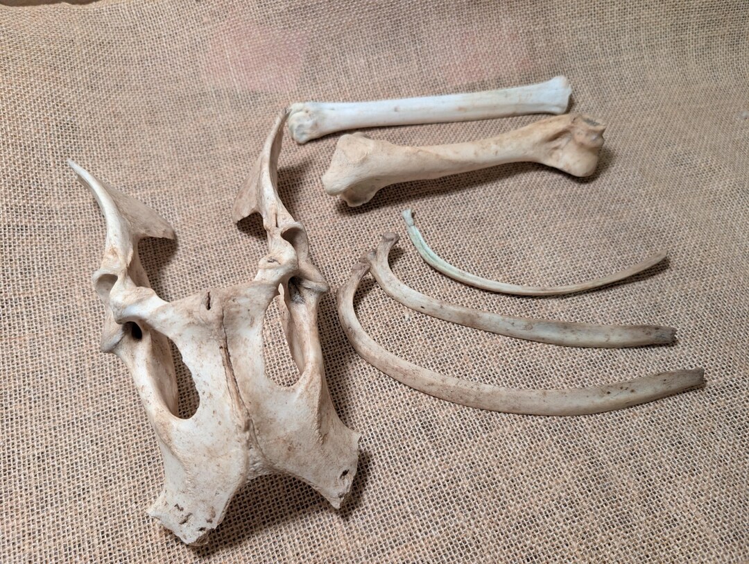 Foraged, Nature Cleaned Deer Bones - Whole Pelvis, Long Bones, Ribs - 6 ...