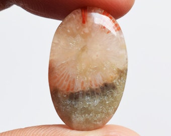 Stone From Utah Top Quality Natural Fossilized Red Horn Coral Round Cabochon New Pendant Stone AG-10258 Jewellery Making Size 21x21x4 MM