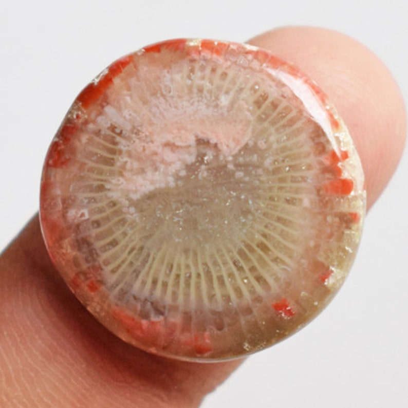 Size 20x20x4 MM Jewellery Making Stone Crafts Suppliers New Arrivals Red Horn Coral Round Cabochon Stone From Utah Pendant Stone 13257