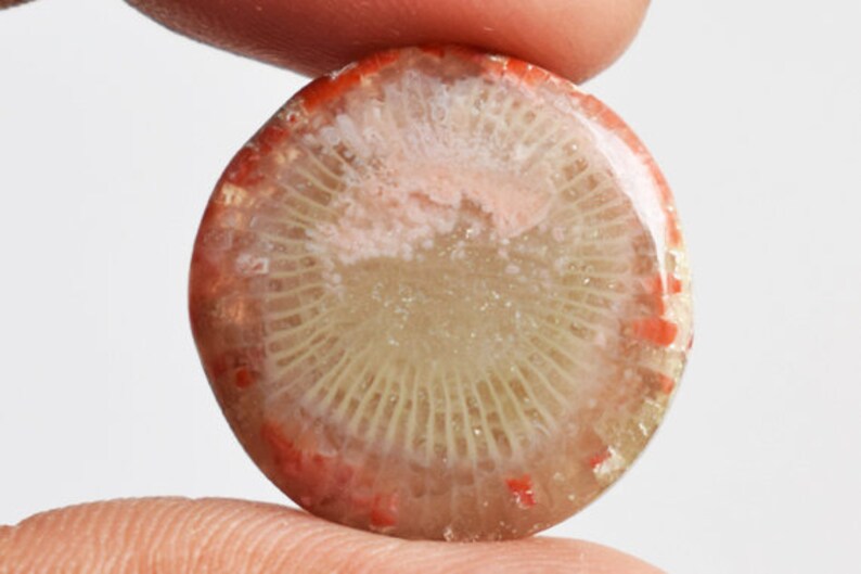 Size 20x20x4 MM Jewellery Making Stone Crafts Suppliers New Arrivals Red Horn Coral Round Cabochon Stone From Utah Pendant Stone 13257